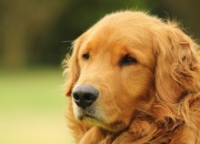 开云体育下载-当北欧铁腕遇见南美狂想，德布劳内如何在抢七中定义伟大